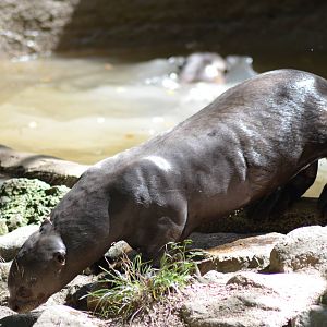Giant Otter