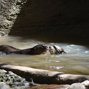 Giant Otters