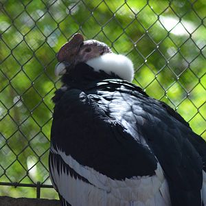 Andean Condor