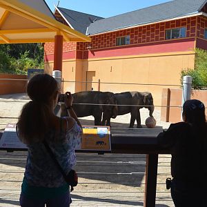 Jewel and Tina - Elephants of Thailand Yard