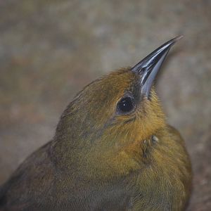 Montserrat oriole