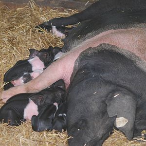 Essex pig sow and litter