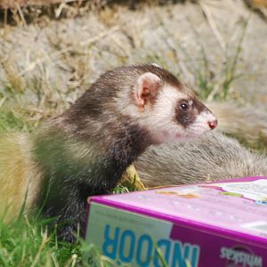 Domestic ferret