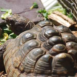 European spur-thighed tortoise