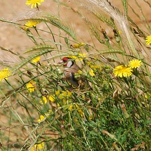 Goldfinch in hyaena enclosure