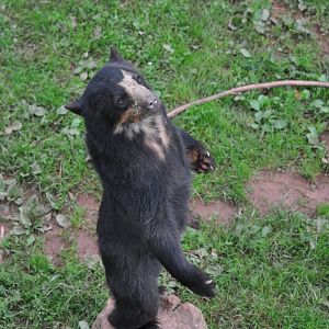 Spectacled Bear Standing on Two Legs