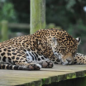 Sleeping Jaguar uploaded by Request of JordanJaguar97