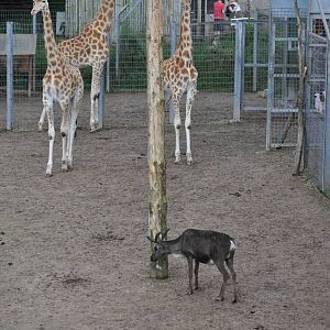 Giraffe Mixed With Reindeer!