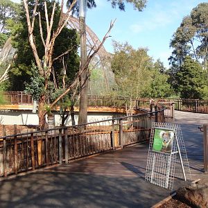 New Koala Exhibit