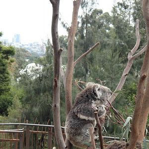 Koala With a View