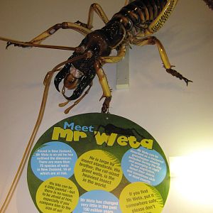 model tree weta