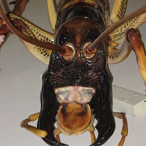 model tree weta