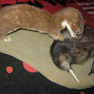 West Coast Wildlife Centre