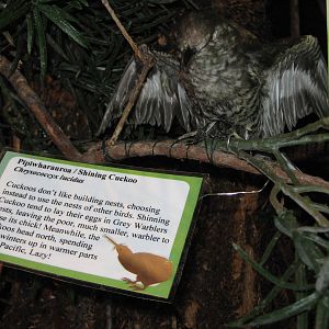 West Coast Wildlife Centre