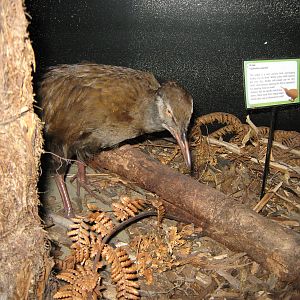 West Coast Wildlife Centre