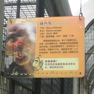 Tibetan Macaque sign