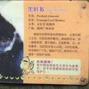 Francois Langur sign