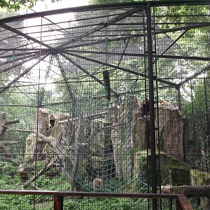 Golden Monkey enclosure