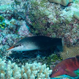 Birdnose Wrasse female (Gomphosus varius) and Manybar Goatfish (Parupeneus