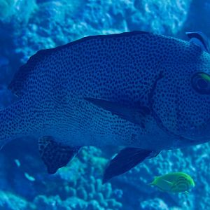 Dotted Sweetlips (Plectorhinchus picus) getting a clean