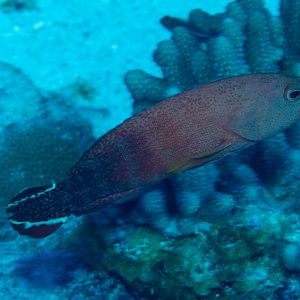 Flagtail Grouper (Epinephalus urodeta)