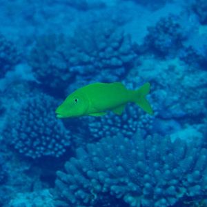 Goldsaddle Grouper yellow phase (Parupeneus cyclostomus)
