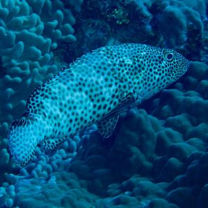 Greasy Grouper (Epinephalus tauvina)