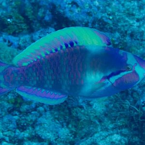 Highfin Parrotfish (Scarus longipinnis)
