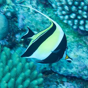 Moorish Idol (Zanclus cornutus)