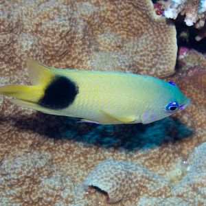Johnston (Blue-eye) Damsel (Plectroglyphidodon johnstonianus)