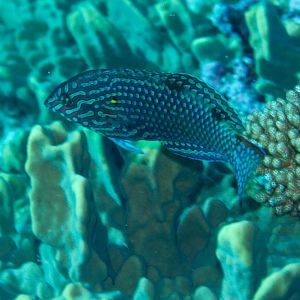 Leopard Wrasse TP (Macropharyngodon meleagris)