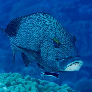 Dotted Sweetlips getting a clean (Plectrorhinchus picus)
