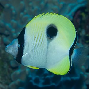 Teardrop Butterflyfish (Chaetodon unimaculatus)