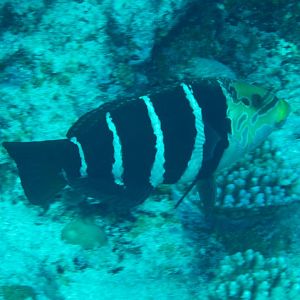 Barred Thicklip (Hemigymnus fasciatus)