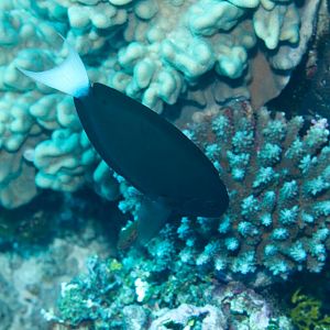 Thompsons Surgeonfish (Acanthurus thompsoni)