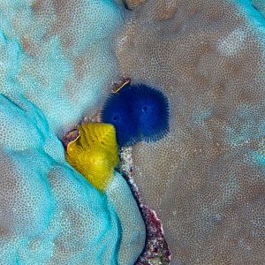 Christmas Tree Worms (Spirobranchus giganteus)