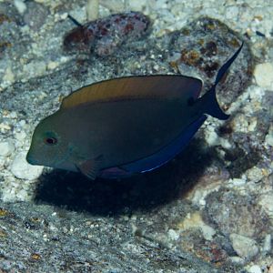 Brown Surgeonfish (Acanthurus nigrofuscus)