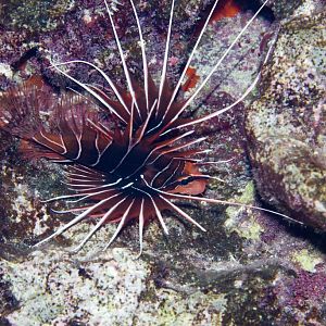Clearfin Lionfish (Pterois radiata)