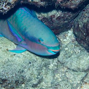 Whitespot Parrotfish (Scarus forsteni)