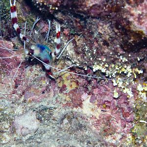 Coral Banded Shrimp (Stenopus hispidus)