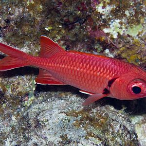 Bigscale Soldierfish (Myripristis berndti)