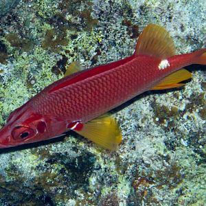 Sabre Squirrelfish (Sargocentrum spiniferum)