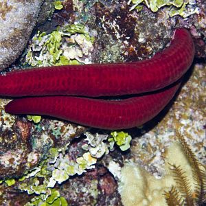 Starfish (Leiaster spp.)