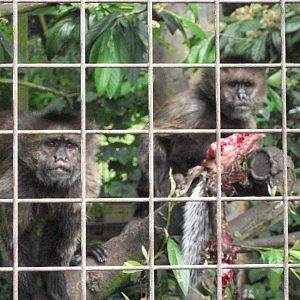 Sewerby Zoo, Capuchins having caught Grey Squirrel 27th July 2012