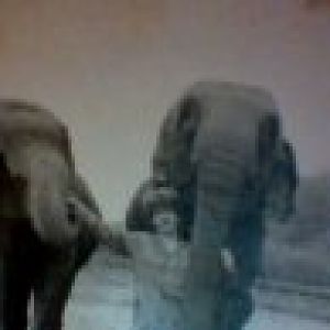 Elephant paddock 1984