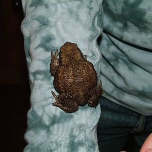 Common Toad (Bufo bufo) in my house - July 27th 2012