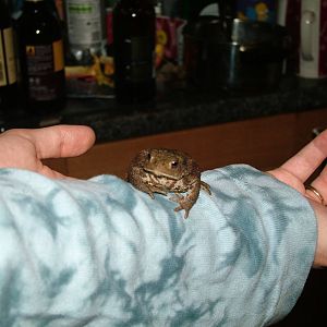 Common Toad (Bufo bufo) in my house - July 27th 2012