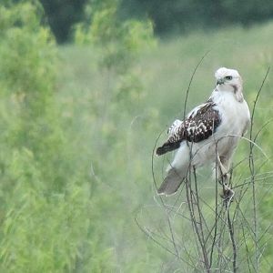 Krider's Red-Tailed Hawk
