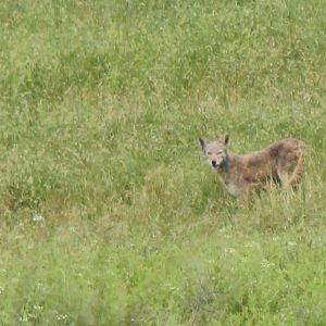 Coyote