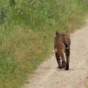 Bobcat
